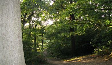 The woodlands form part of the London Green Chain walk, and there are a number of well-defined footpaths through the woods