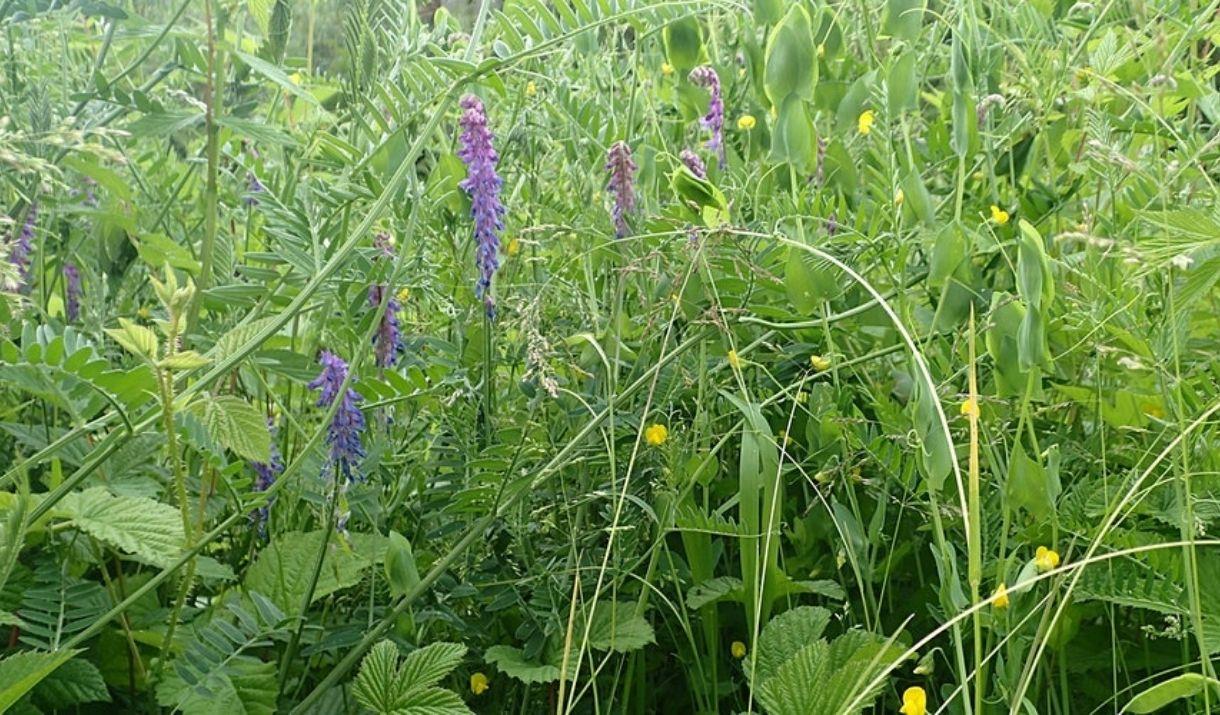 Guided walk of the Ecology Park at a time of year when the meadows are coming into full bloom.