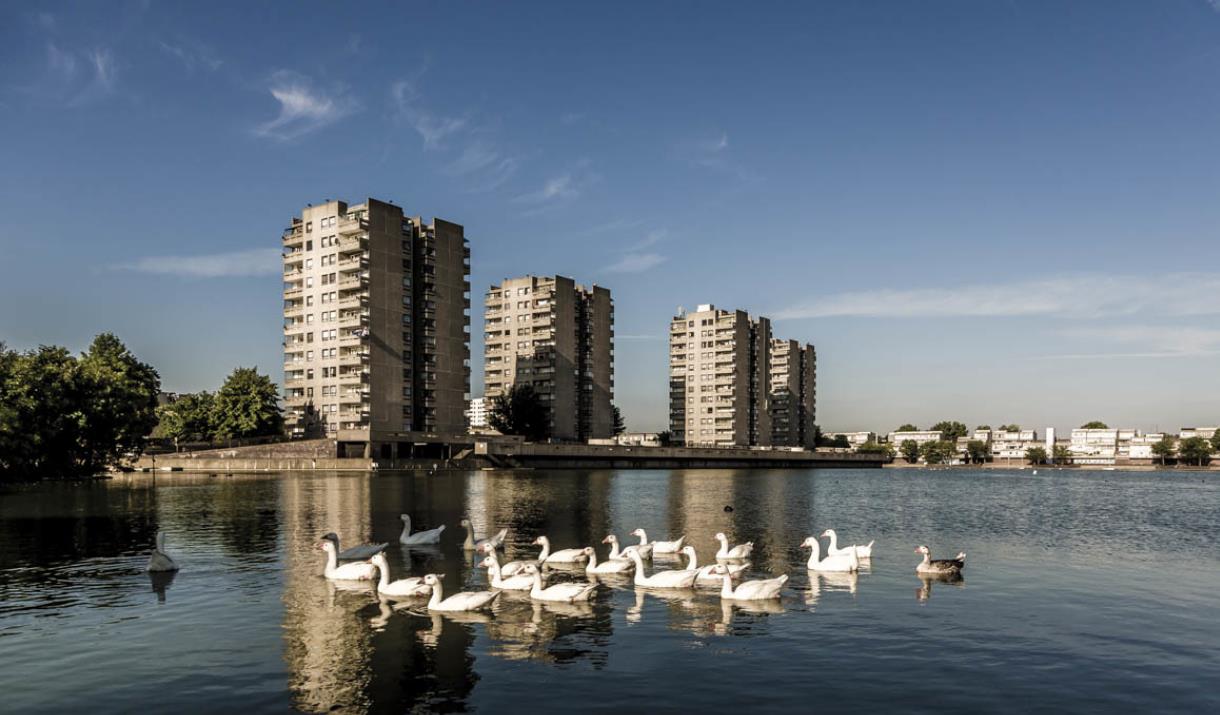 Swans swimming across a lake in Thamesmead.