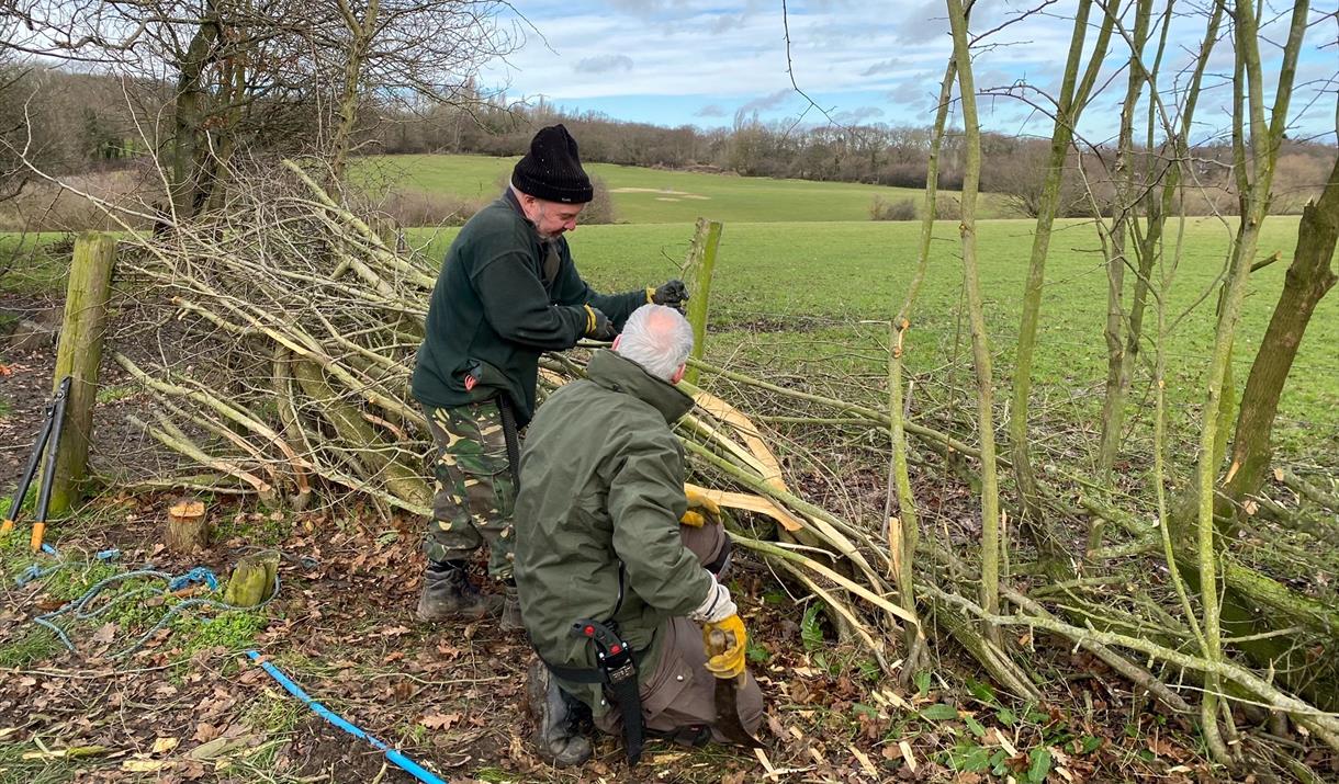 Hedge Laying Experience Day