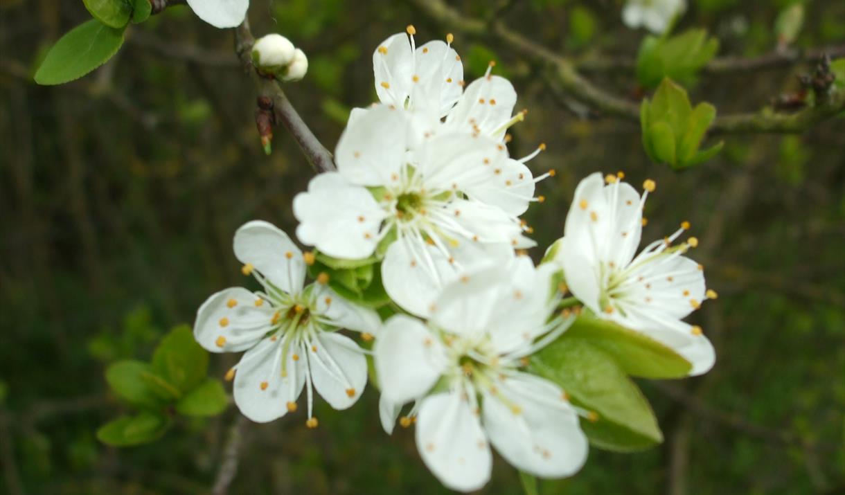 The Woodlands Farm Trust is launching new seasonal trails at the farm... the first will be to celebrate spring