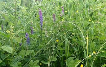 Guided walk of the Ecology Park at a time of year when the meadows are coming into full bloom.