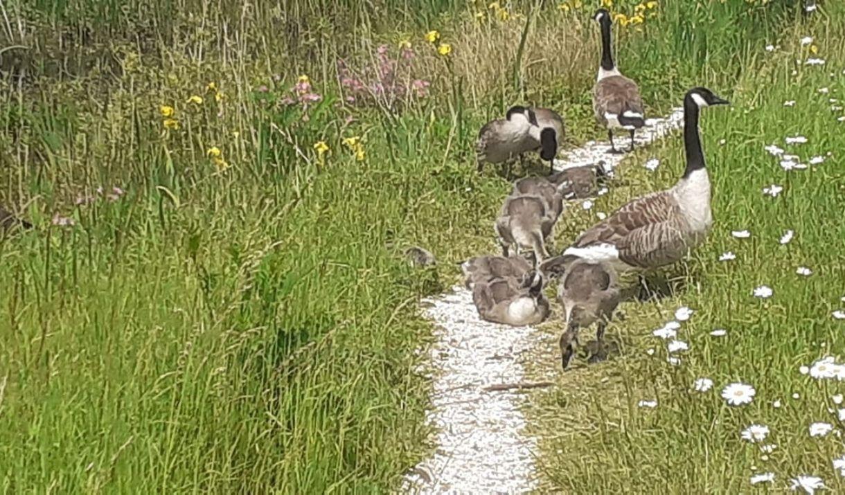 Welcoming back Black, Asian, Minority Ethnic and Refugee (BAMER) individuals for a nature walk around Greenwich Peninsula Ecology Park. Welcoming back Black, Asian, Minority Ethnic and Refugee (BAMER) individuals for a nature walk around Greenwich Peninsula Ecology Park.